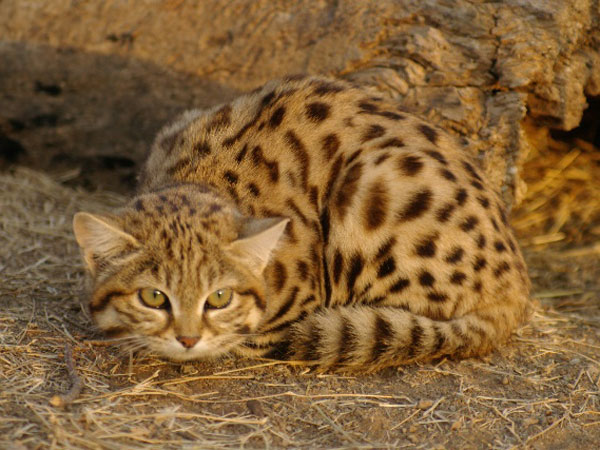 small spotted Cat - Karoo Cats